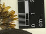 Lasianthaea fruticosa (L.) K. M. Becker, Mexico, F. Balam 616, F